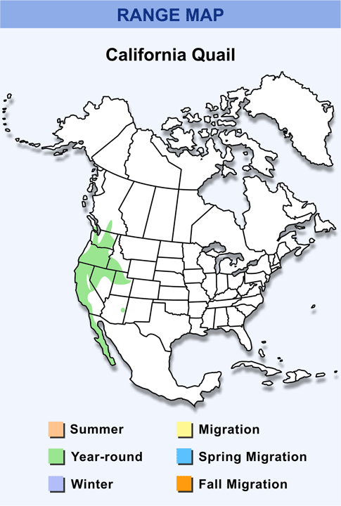 California Quail: A Birdwatcher's Guide