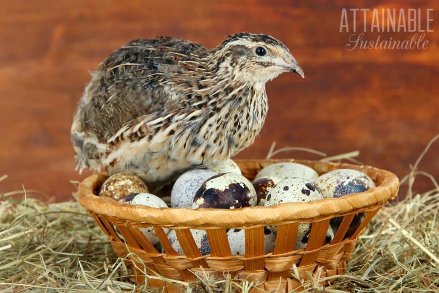 Coturnixquail