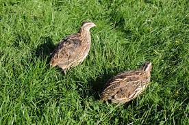 European quail