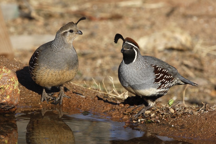 Gambel's quail