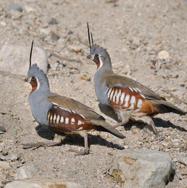 California Quail - NDOW