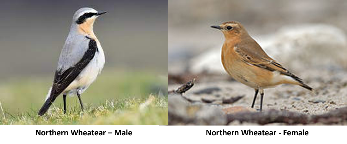 Northern Wheatears, Champions of Migration
