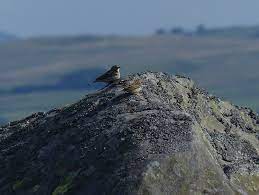 Northern Wheatear in Crummack Dale