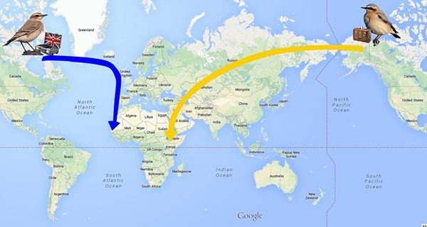 Northern Wheatear Migration Flight-ways