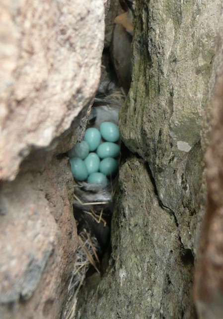 Northern Wheatear Nest