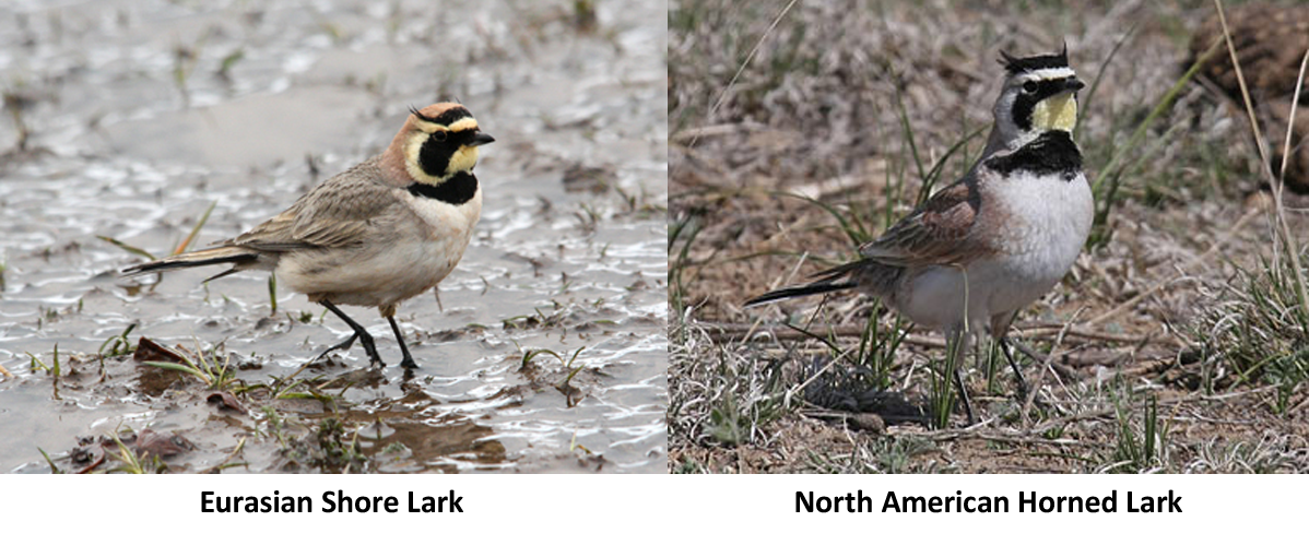 Shore Lark or Horned Lark, the Same Bird?