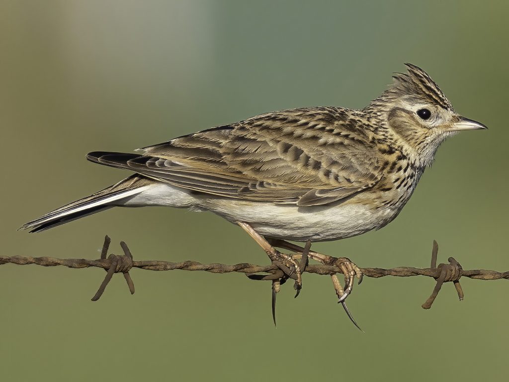 Eurasian Skylark