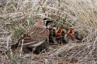 Horned Lark breeding