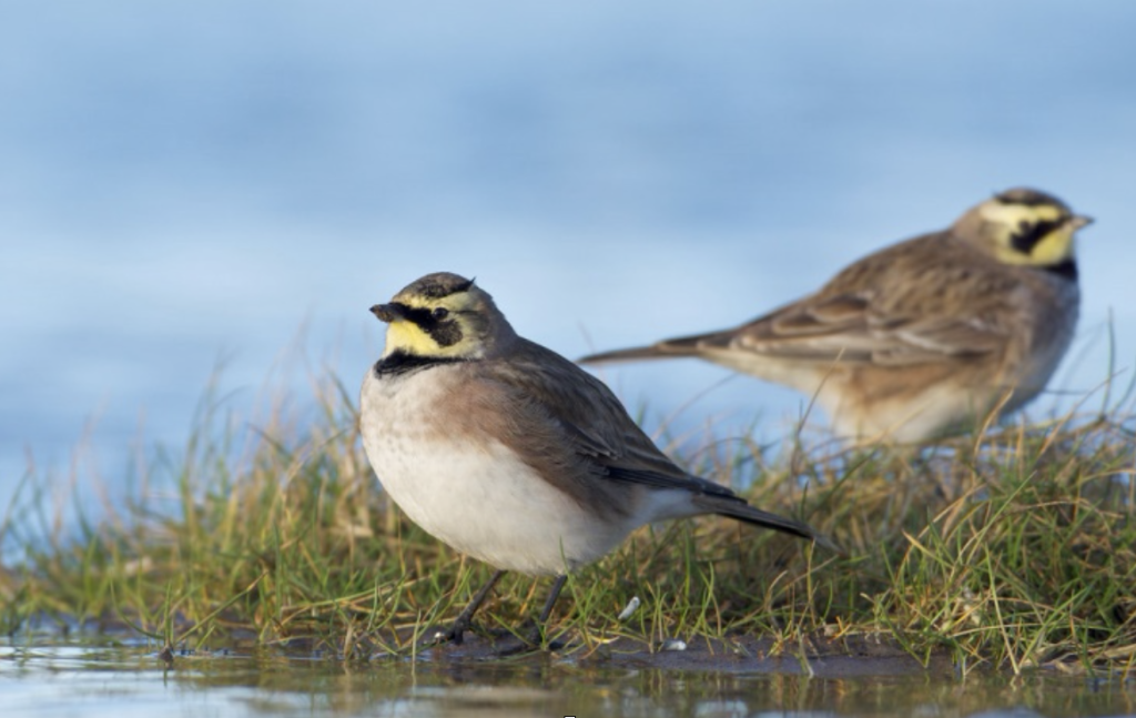 Horned Lark or Shore Lark?