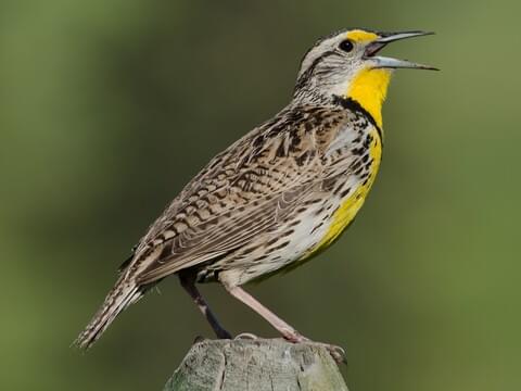 North American Western Meadowlark