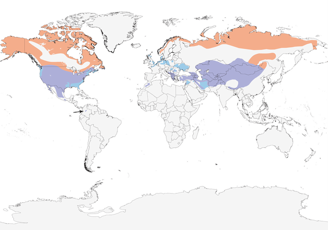 Shore Lark: Global Range Map