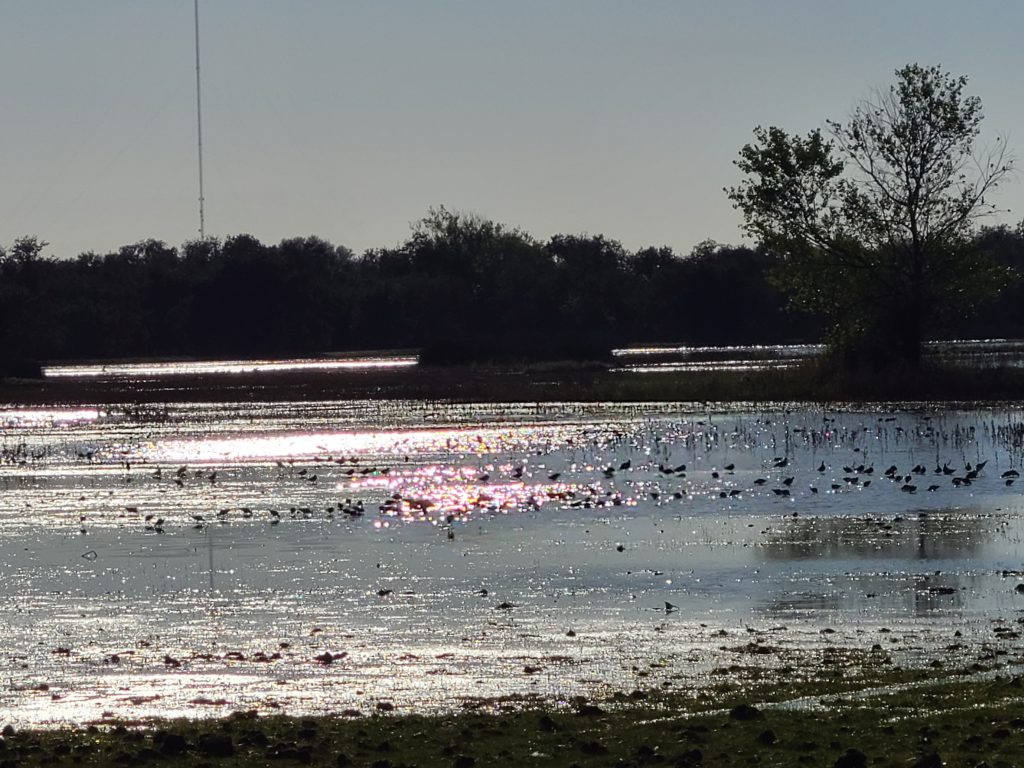 Consumnes River Preserve