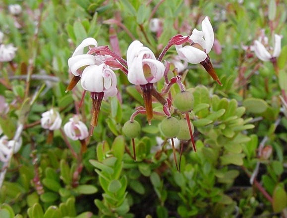 Cranberry flowers