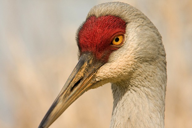 Head of Sandhill Crane