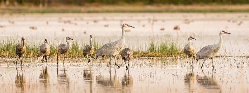 Lesser and Greater Sandhill Cranes