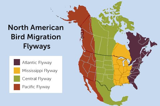 North American Avian Flyways