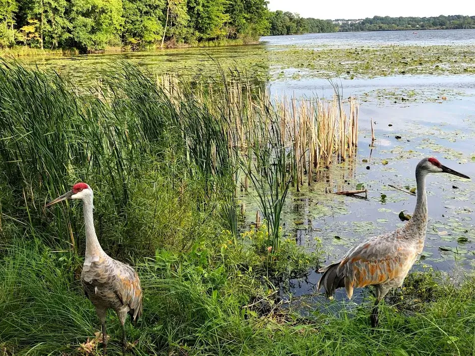 Sandhill Cranes are back in California for Thanksgiving