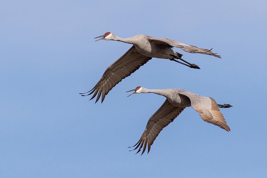 Sandhill Cranes in Flight