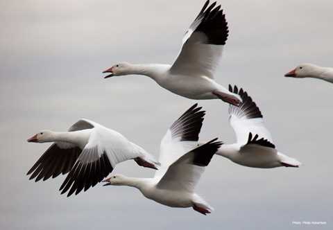 Snow Geese