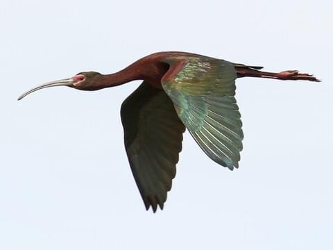 White-faced Ibis