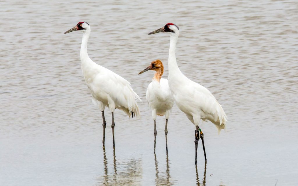 Whooping Cranes