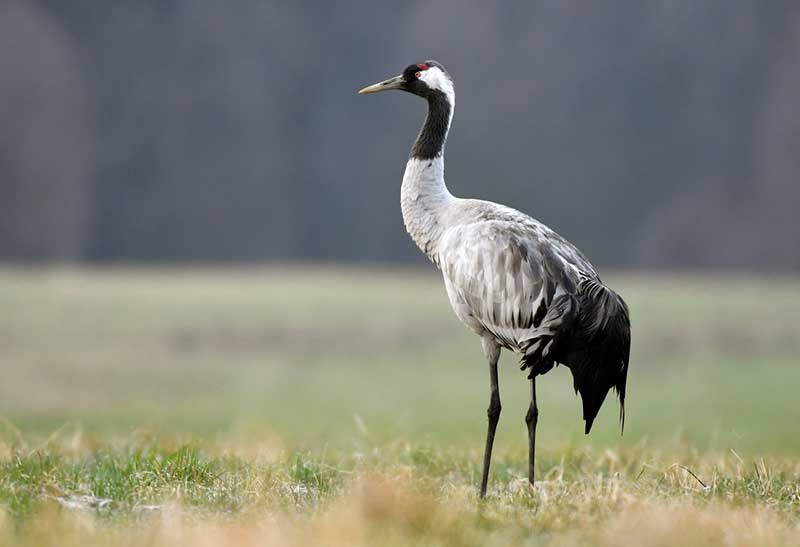 Eurasian or common crane