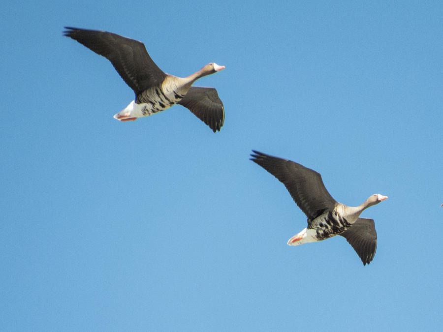 greater-white-fronted-geese-in-flight