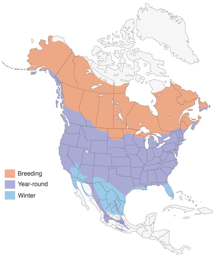 American Robin Range Map