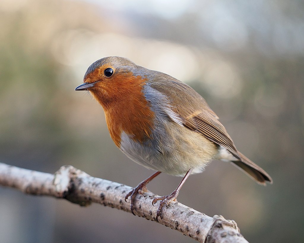 Two Species of Robin; Same Name, Different Bird; The European Original and the American Look-alike