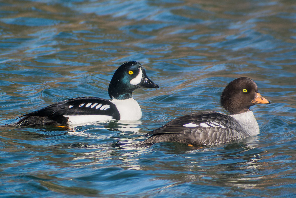 Barrow's Goldeneye