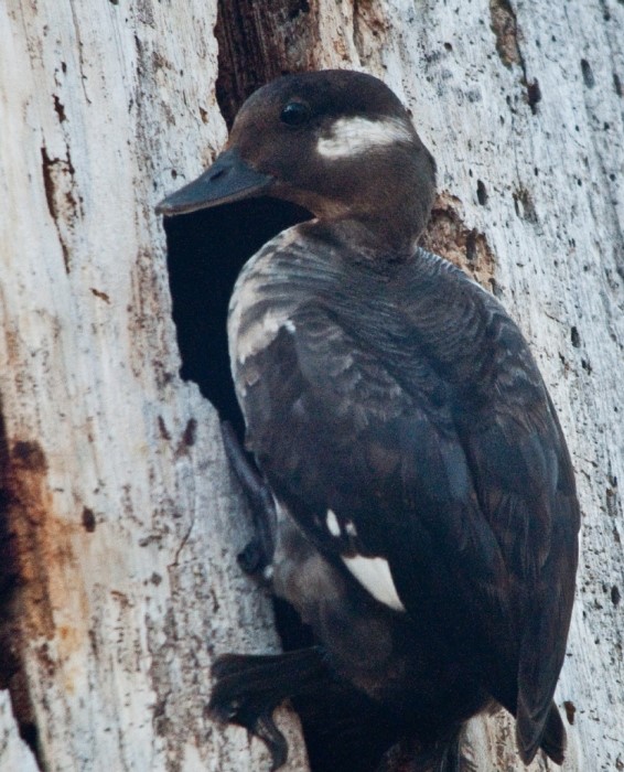 Buffleheads: A female at nest