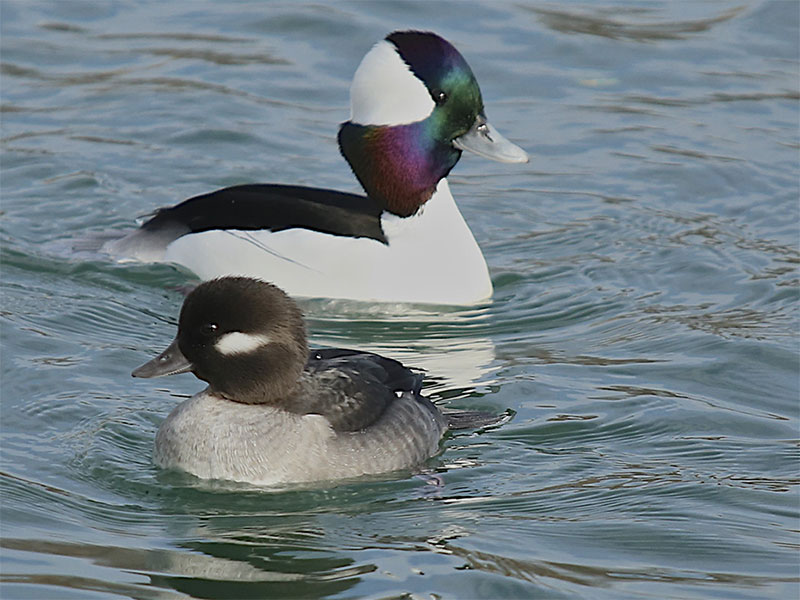 Buffleheads: Ducks that Nest in Trees