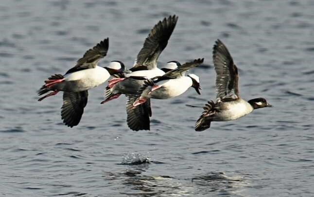 Buffleheads in Flight