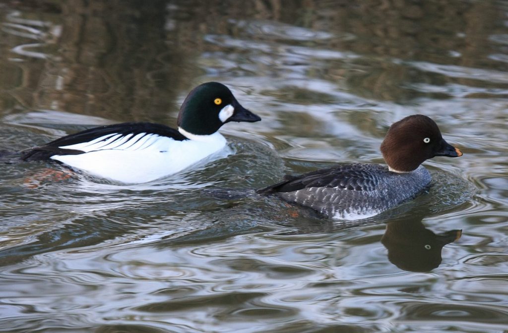 Common goldeneye