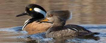 Hooded Mergansers