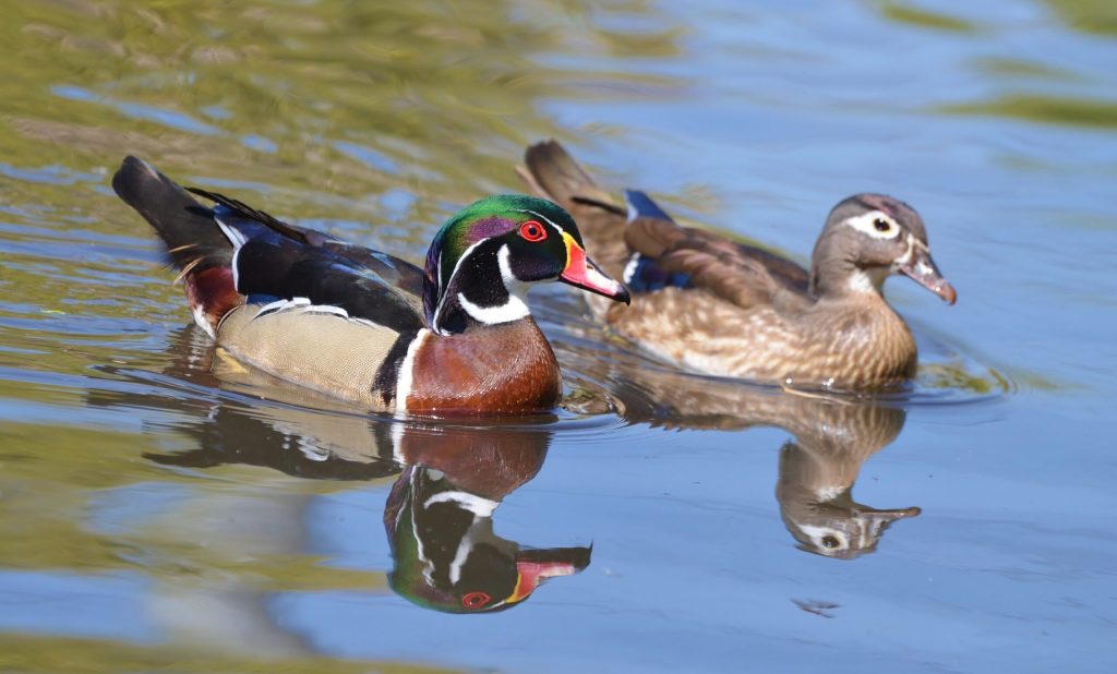 Wood Ducks