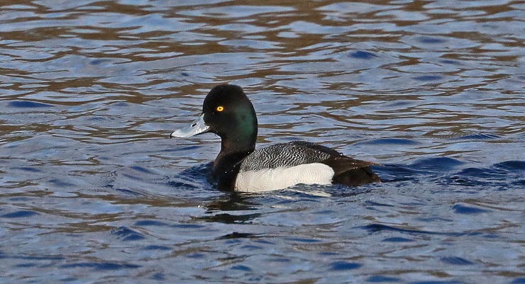 lesser scaup duck