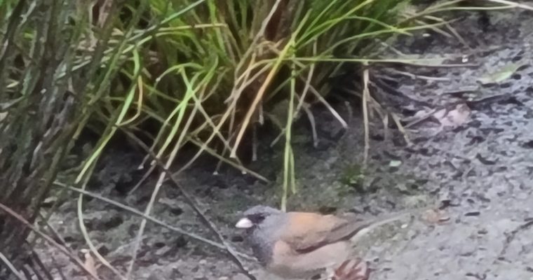 Dark-Eyed Juncos: Birds that Frolic in the Winter Rains Brought to California in Atmospheric Rivers