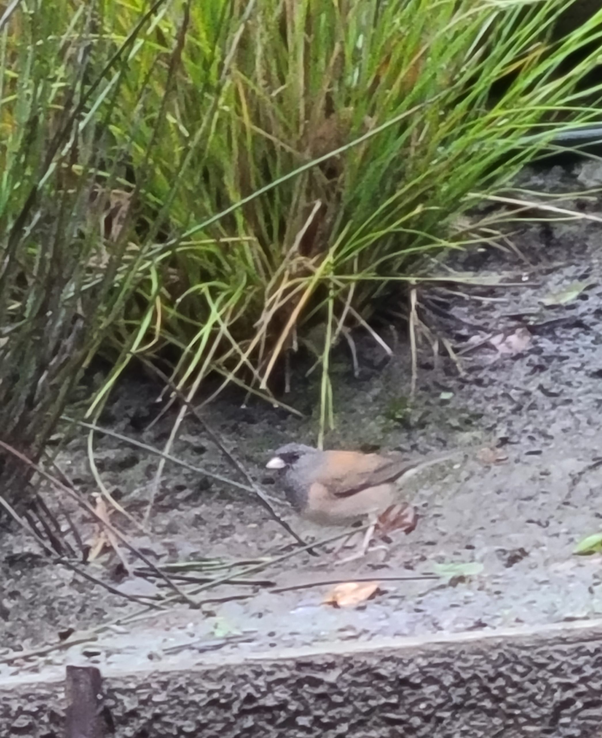 Dark-Eyed Juncos: Birds that Frolic in the Winter Rains Brought to California in Atmospheric Rivers