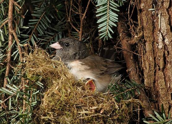 Nesting Dark Eyed Junco