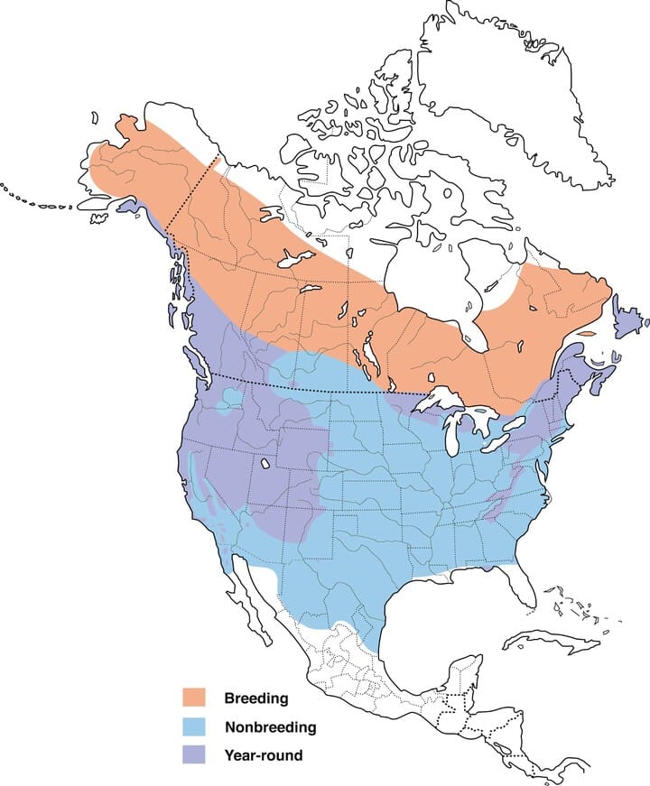 Dark-eyed Junco Range Map