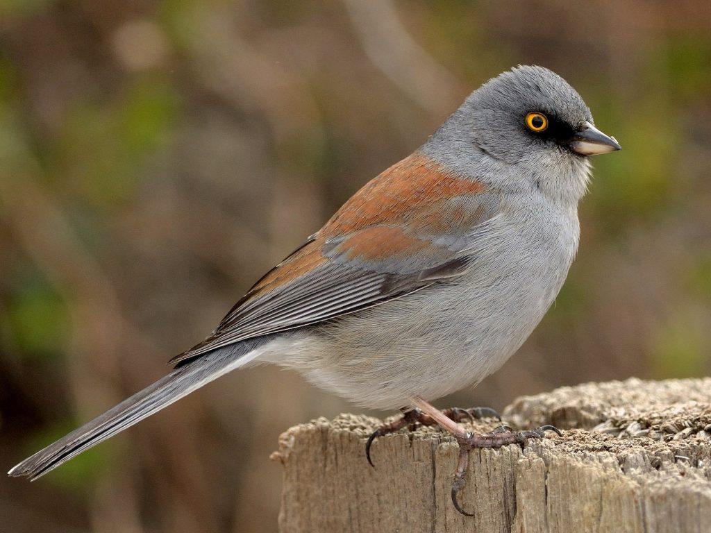 Yellow Eyed Junco