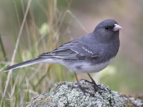 Dark Eyed Junco