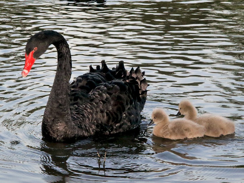 Black Swan