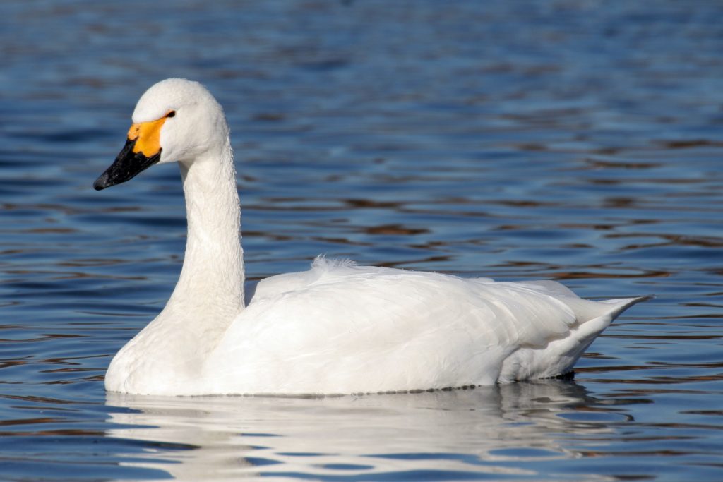 Tundra (Bewick) Swan