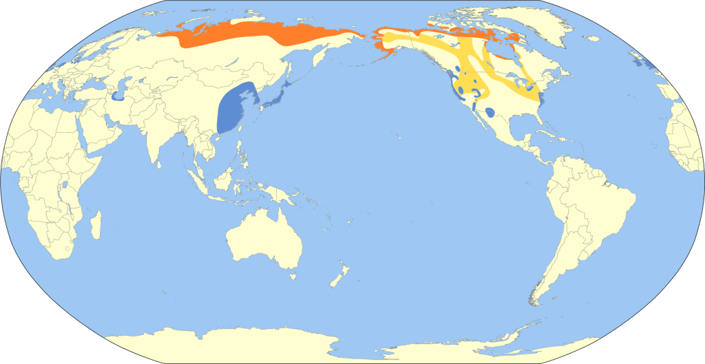 Tundra Swan Range Map