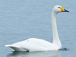 Whooper Swan