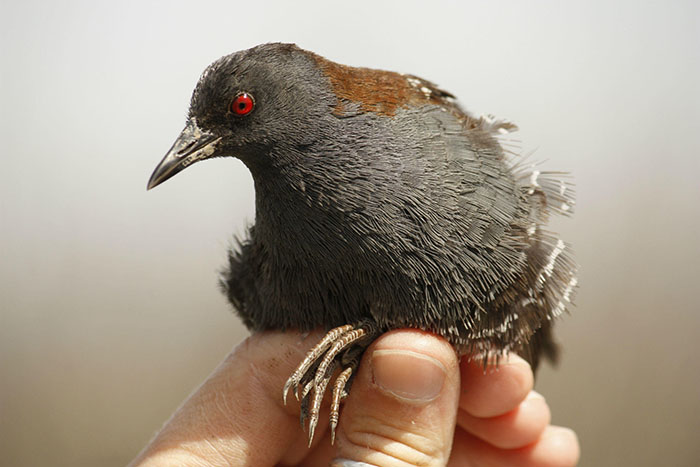 Clapper Rail Identification, All About Birds, Cornell Lab of