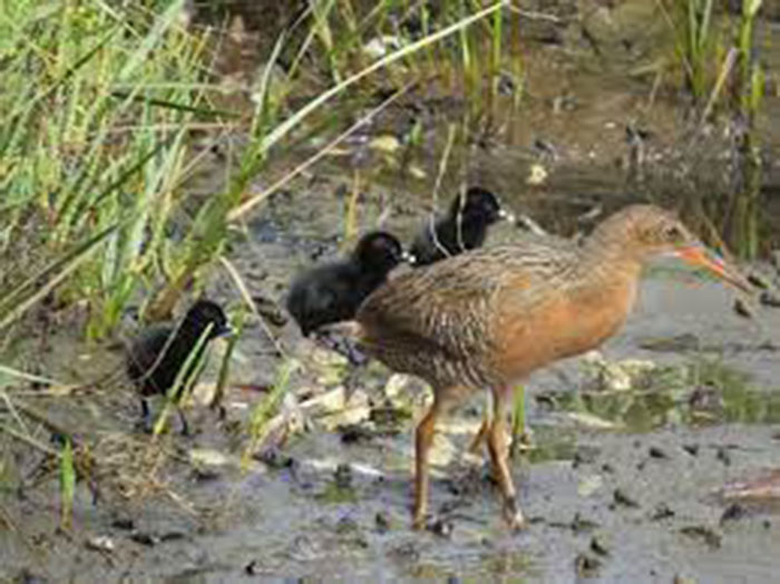 California Ridgway’s Rail with Young