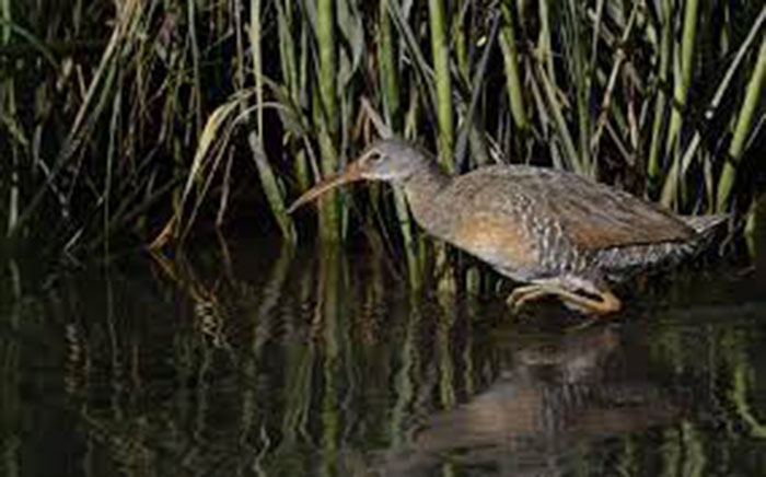 East Coast Clapper Rail